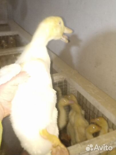 Утята стар 53