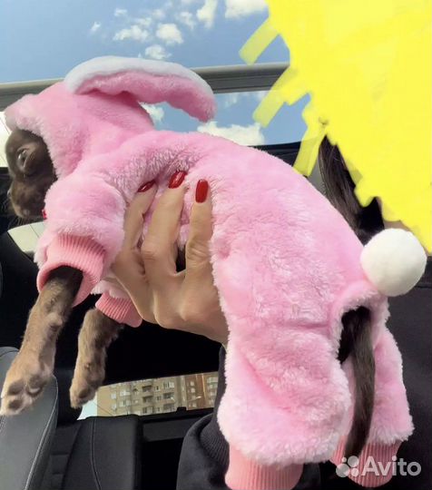 Одежда для собак мелких пород