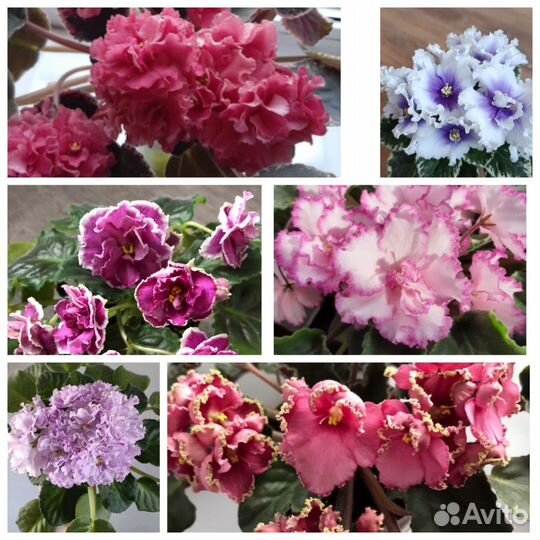 Детки сортовых фиалок