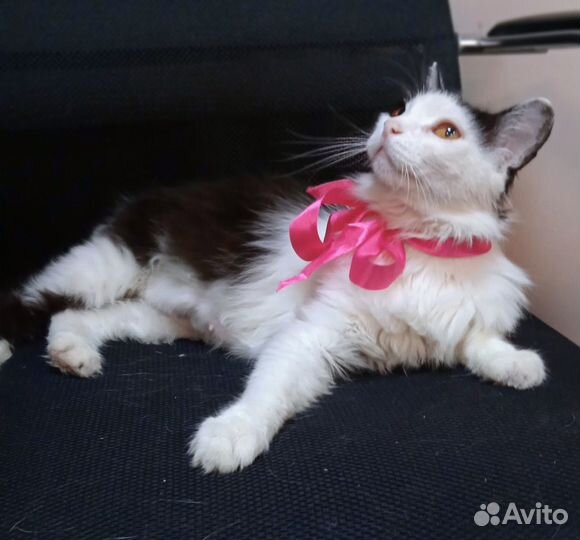 Кошка в дар