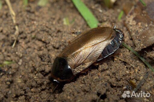 Скорпионы пауки птицееды тараканы муравьи фермы