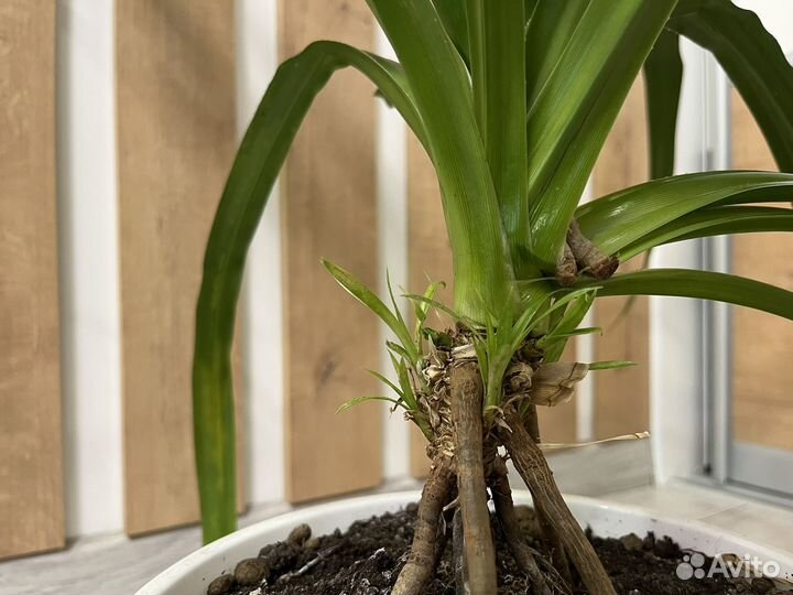 Панданус пальма комнатные цветы