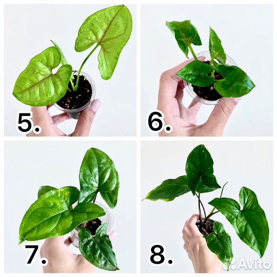 Сингониумы сортовые