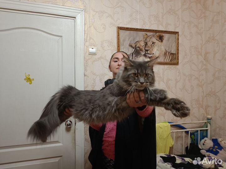 Мейн-кун вязка