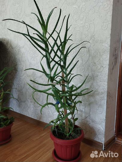 Алоэ лечебный