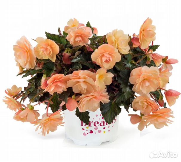 Бегония Fragrant Falls Peach