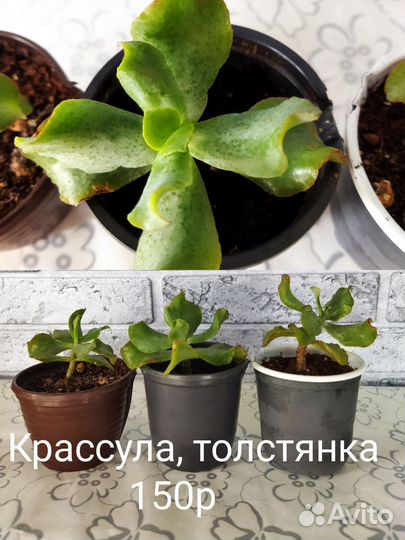 Комнатные растения 2