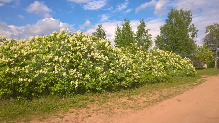 Участок 11 сот. (ИЖС)