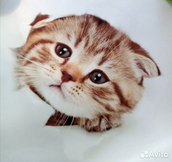 Наклеика стикер животные