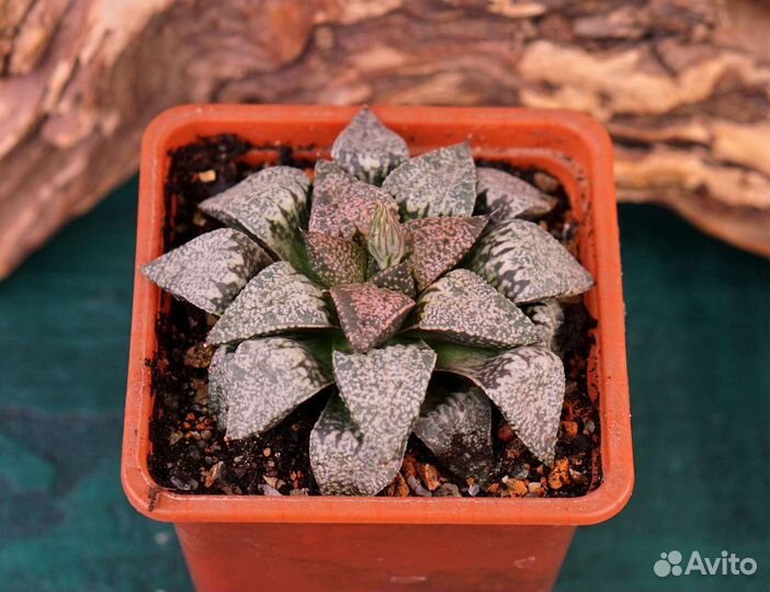 Хавортии коллекционные