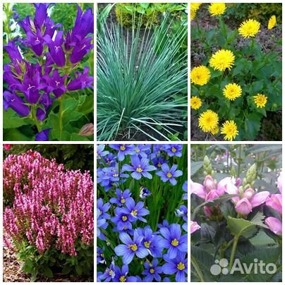 Неприхотливые садовые цветы