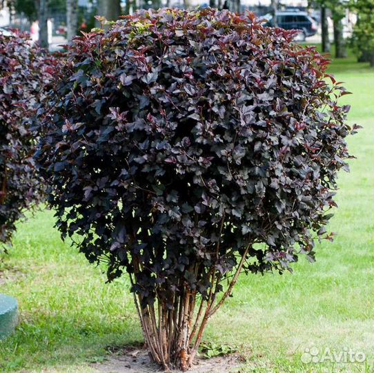 Пузыреплодник