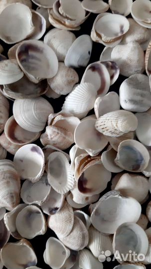 Морские ракушки