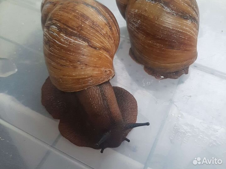 Улитки архахатины