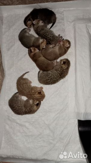 Шотландские котята