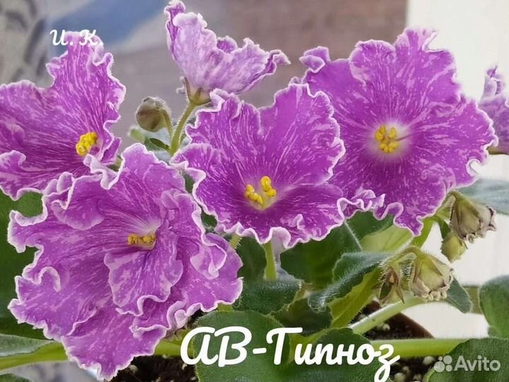 Фиалка