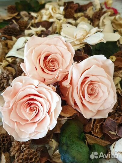 Стабилизированные цветы (розы)