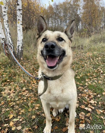 Шарик ищет семью