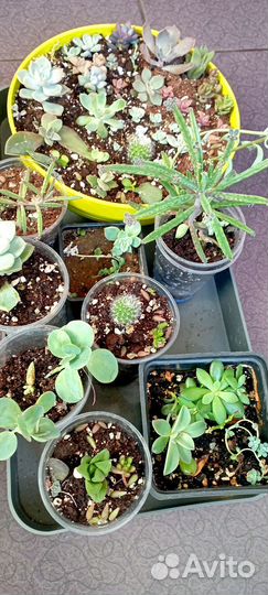 Суккуленты набор