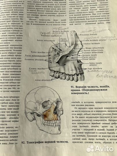 Анатомия человека атлас синельникова