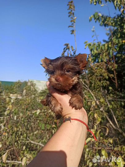 Самые сладкие шоколадные малыши