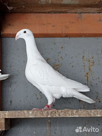 Голуби почтовые, русские
