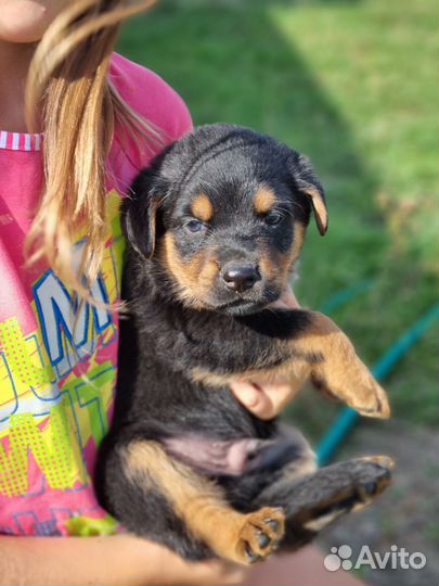 Щенки метисы ротвейлера