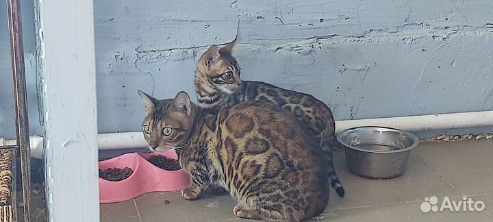 Котята бенгалы