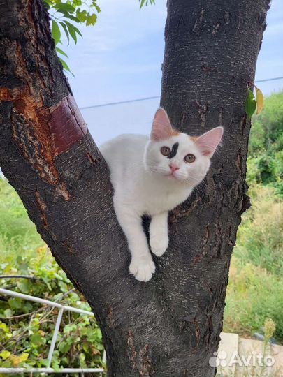 Нарядная Рада