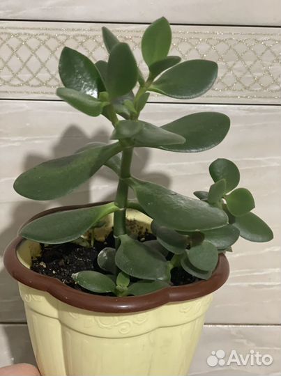 Детка (отросток) денежное дерево