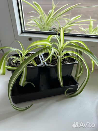 Хлорофитум