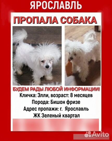 Потерялась собака