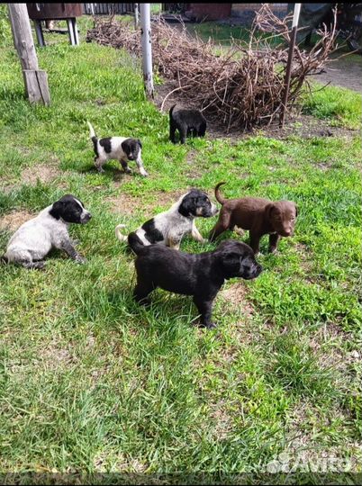 Отец курцхаар, мать дратхаар