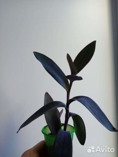 Каллизия ползучая