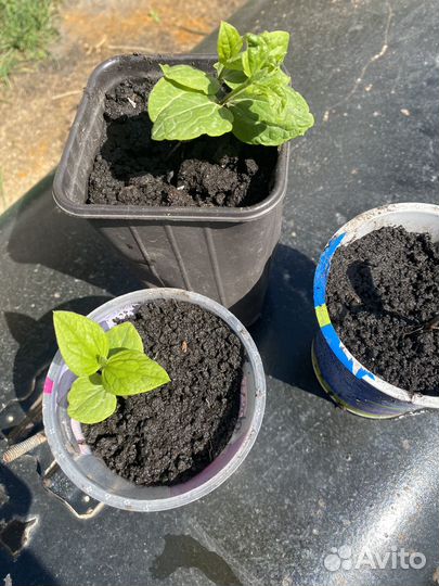 Клематис,Семенной картофель