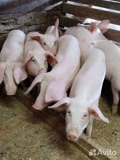 Поросята и подсвинки