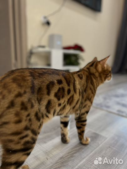 Бенгальский кот вязка