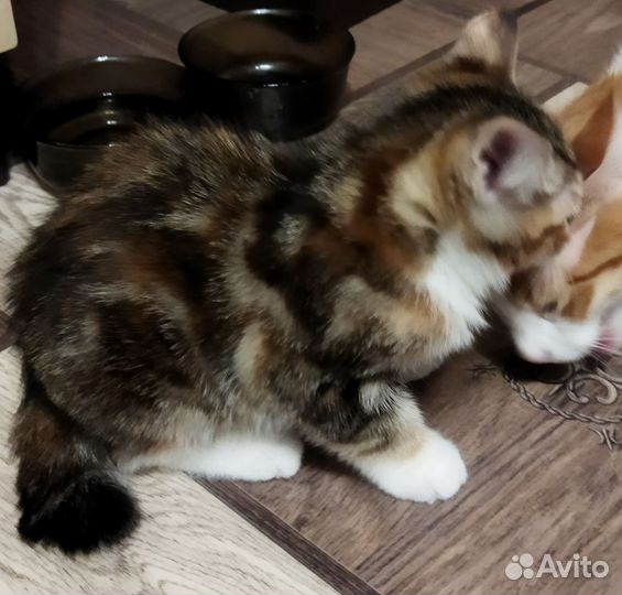 Кошка в дар бесплатно