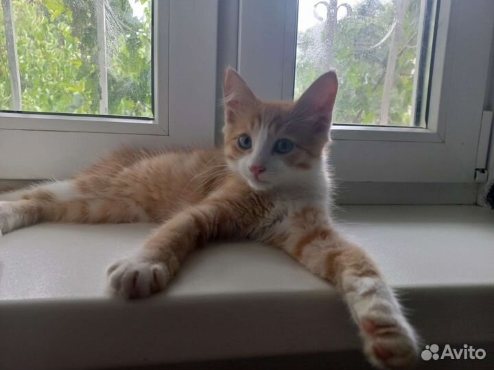 Рыжий котенок мальчик в добрые руки