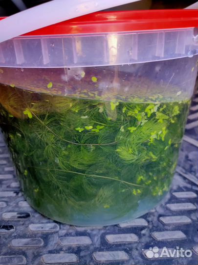 Растения Валлиснерия Роголистник