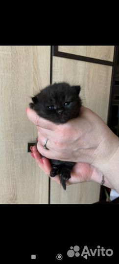 Кошка британская