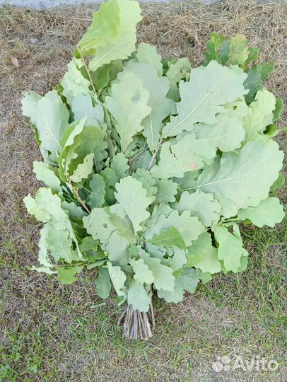 Веники для бани