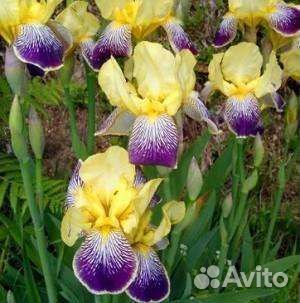 Жимолость, Ирисы