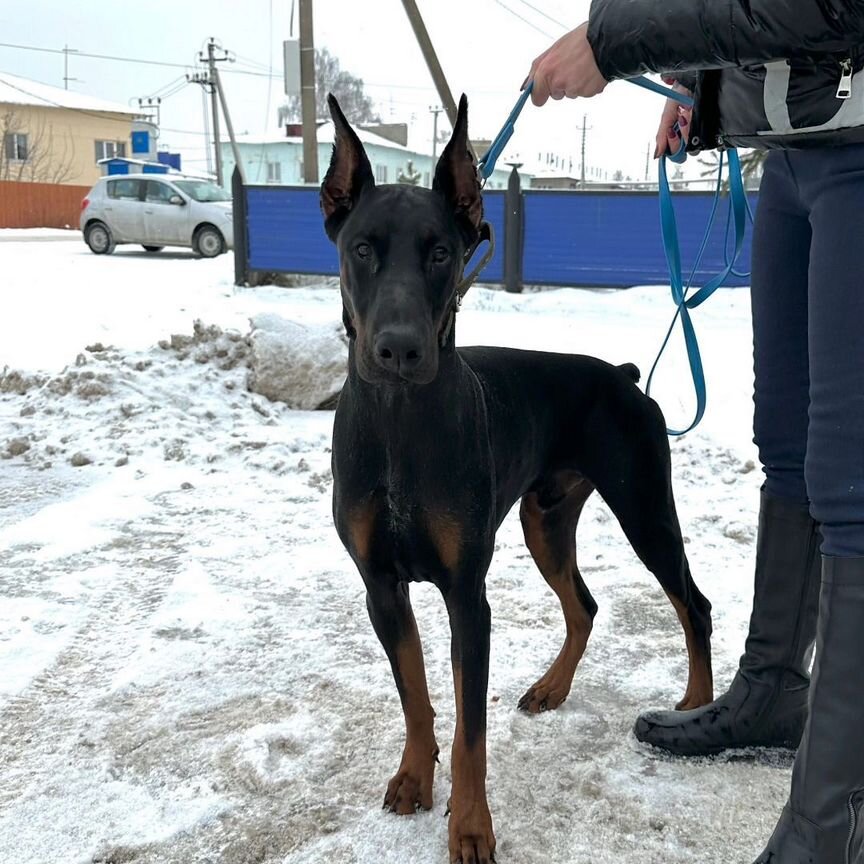 Доберман в добрые руки