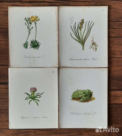 Антикварные Литографии ботаника