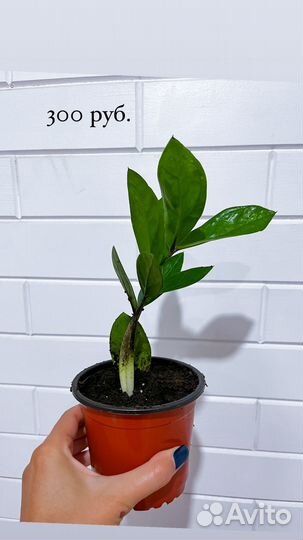 Замиокулькас