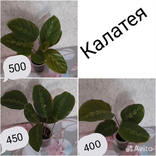 Комнатные цветы