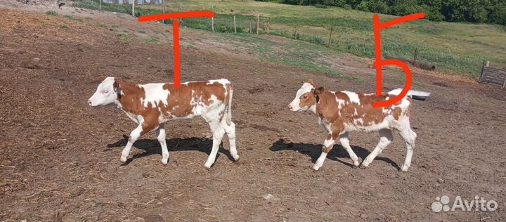 Бычок, Тëлочка