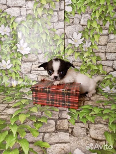 Щенок чихуахуа