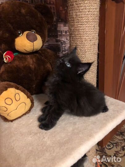 Котята мейн-кун